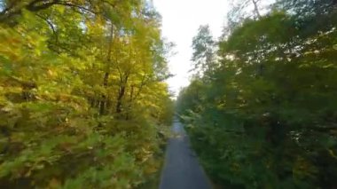 Yol boyunca ağaçların dallarına doğru yumuşak bir uçuş. Resimli sonbahar hava manzarası günbatımı.