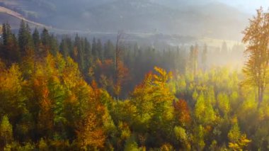Gün doğumunda dağların yamaçlarında parlak bir sonbahar ormanının havadan görünüşü. Karpatlar 'ın renkli manzarası.