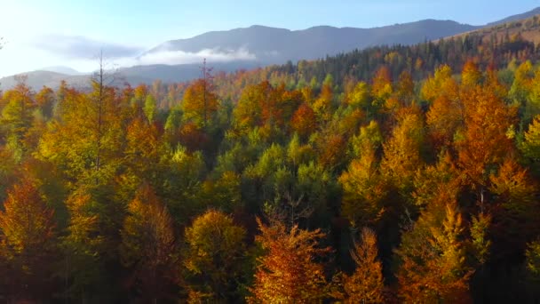 Luftaufnahme eines hellen Herbstwaldes an den Hängen der Berge bei Sonnenaufgang. Farbenfrohes Panorama der Karpaten. — Stockvideo