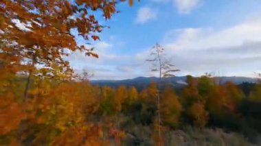 Dağların yamaçlarındaki parlak bir sonbahar ormanının havadan görünüşü. Sonbaharda Karpat Dağları 'nın renkli manzarası. Ağaçların dallarına yakın uçuyor