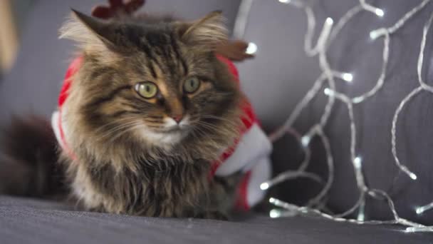 Close-up portret van een tabby pluizige kat verkleed als kerstman ligt op een achtergrond van Kerstmis slinger. Kerstsymbool — Stockvideo