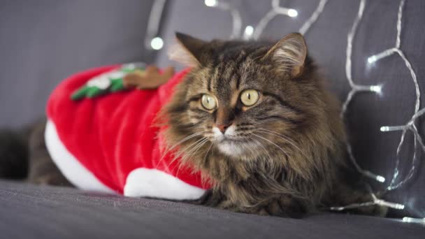 De cerca retrato de un gato esponjoso tabby vestido como Santa Claus se encuentra sobre un fondo de guirnalda de Navidad. Símbolo de Navidad — Vídeo de stock