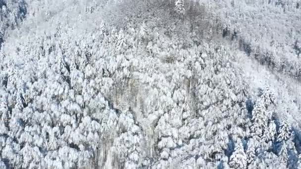 Flygfoto över en fantastisk snötäckt skog på sluttningarna av bergen — Stockvideo
