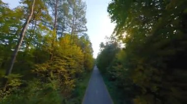 Yol boyunca ağaçların dallarına doğru yumuşak bir uçuş. Resimli sonbahar hava manzarası günbatımı.