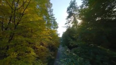 Yol boyunca ağaçların dallarına doğru yumuşak bir uçuş. Resimli sonbahar hava manzarası günbatımı.
