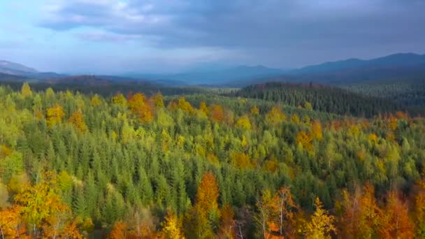 Vista aérea de uma floresta de outono brilhante nas encostas das montanhas ao nascer do sol. Panorama colorido das montanhas dos Cárpatos. — Vídeo de Stock