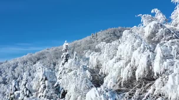 从空中俯瞰高山斜坡上美丽的白雪覆盖的森林 — 图库视频影像