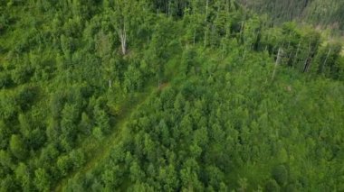 Kozalaklı ormanlarla kaplı dağların havadan görünüşü