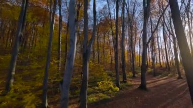 Gün batımında muhteşem bir sonbahar ormanında ağaçlar arasında yumuşak bir uçuş.