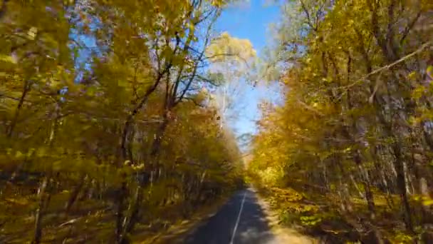 沿着大路，在树枝附近平稳地快速飞行。美丽的秋天空中景观吃落日. — 图库视频影像