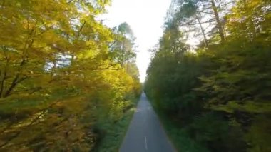 Yol boyunca ağaçların dallarına doğru yumuşak bir uçuş. Günbatımında resimli sonbahar hava manzarası.