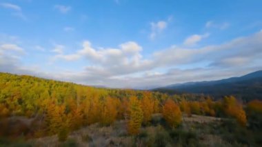 Dağların yamaçlarındaki parlak bir sonbahar ormanının havadan görünüşü. Sonbaharda Karpat Dağları 'nın renkli manzarası. Ağaçların dallarına yakın uçuyor