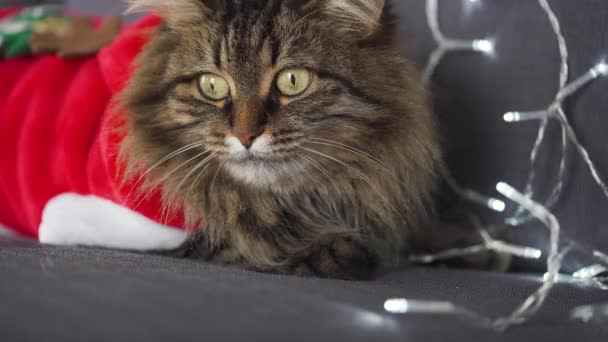 Gros plan portrait d'un chat moelleux tabby habillé comme le Père Noël se trouve sur un fond de guirlande de Noël. Symbole Noël — Video