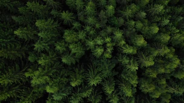 Top down view of the coniferous forest growing on the slopes of the mountains — Video