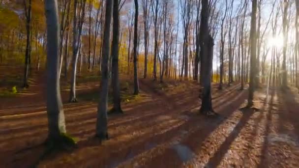 Manévrovatelný let mezi stromy v pohádkovém podzimním lese při západu slunce — Stock video