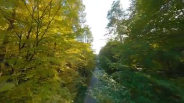 Yol boyunca ağaçların dallarına doğru yumuşak bir uçuş. Günbatımında resimli sonbahar hava manzarası.