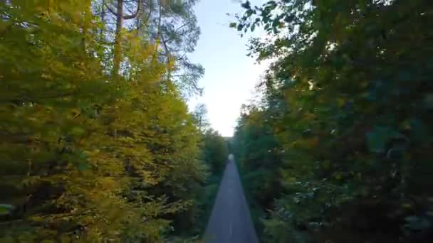 Smooth flight close to branches of trees along the road. Picturesque autumn aerial landscape at sunset. — ストック動画