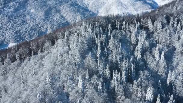 มุมมองทางอากาศของป่าที่ปกคลุมไปด้วยหิมะที่งดงามบนเนินเขา ภูเขา Carpathian, ยูเครน — วีดีโอสต็อก