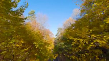 Yol boyunca ağaçların dallarına doğru yumuşak ve hızlı bir uçuş. Resimli sonbahar hava manzarası günbatımı.