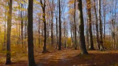 Gün batımında muhteşem bir sonbahar ormanında ağaçlar arasında manevra yapılabilir uçuş.