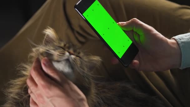 Man met behulp van smartphone met groene mock-up scherm in verticale modus en streelt de pluizige kat. Man surfen op internet, kijken naar inhoud, video 's. — Stockvideo