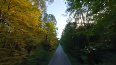 Yol boyunca ağaçların dallarına doğru yumuşak bir uçuş. Günbatımında resimli sonbahar hava manzarası.