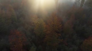 Şafak vakti sonbahar ormanının üzerindeki siste uçuyor..