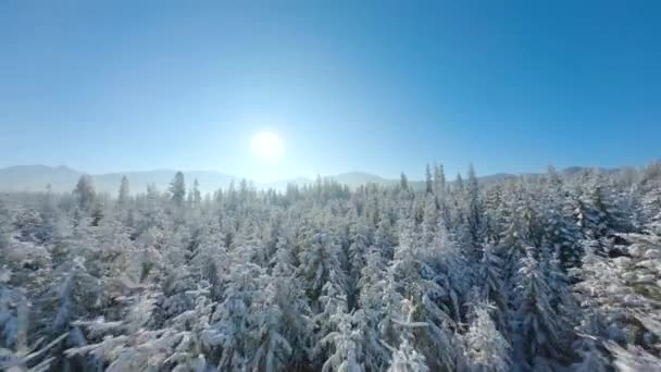 Let nad pohádkovým zasněženým lesem na svazích hor, skalnaté hory v pozadí. Tatry, Zakopane, Polsko — Stock video