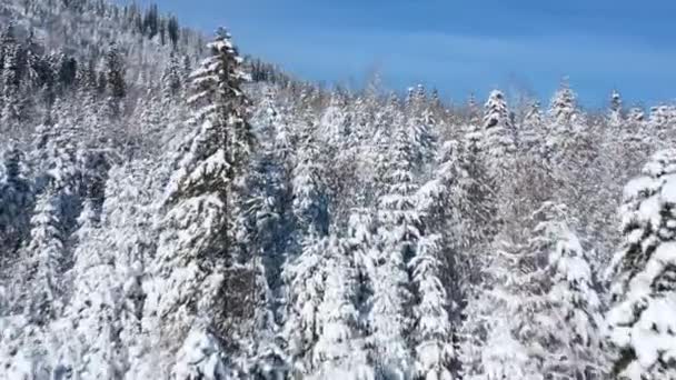 Vista aérea de uma fabulosa floresta coberta de neve nas encostas das montanhas. Cárpatos montanhas, Ucrânia — Vídeo de Stock