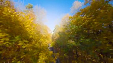 Yol boyunca ağaçların dallarına doğru yumuşak ve hızlı bir uçuş. Resimli sonbahar hava manzarası günbatımı.