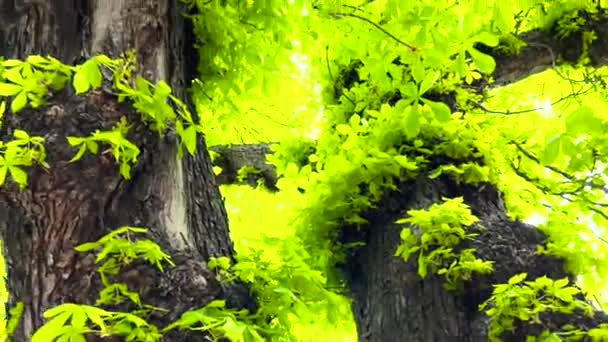 Bir kestane ağacının gövdesi ve yeşili, aşağıdan yukarıya doğru görünüyor. Kamera döndürür — Stok video