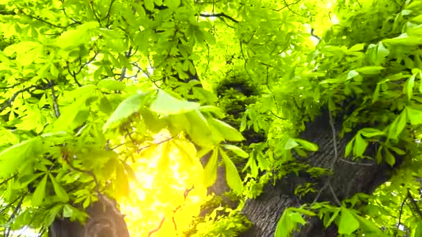 Folhagem verde de uma castanheira através da qual os raios de sóis rompem — Vídeo de Stock