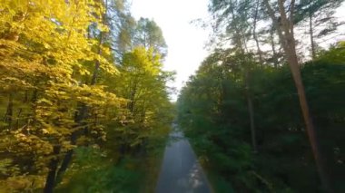 Yol boyunca ağaçların dallarına doğru yumuşak bir uçuş. Günbatımında resmedilmeye değer sonbahar havası. POV FPV insansız hava aracı ile filme alındı.