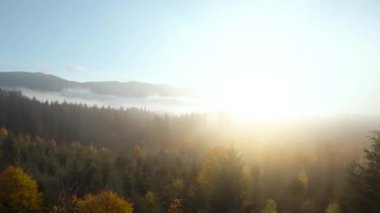 Şafak vakti dağların yamaçlarında, parlak bir sonbahar ormanının üzerinde sisin içinden uçarak. Sonbaharda Karpat Dağları 'nın renkli manzarası. Ukrayna. FPV Drone 'da çekiliyor