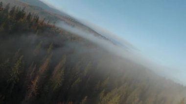 Şafak vakti dağların yamaçlarında, parlak bir sonbahar ormanının üzerinde sisin içinden uçarak. Sonbaharda Karpat Dağları 'nın renkli manzarası. Ukrayna. FPV Drone 'da çekiliyor