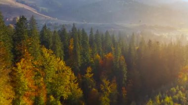 Parlak bir sonbahar ormanının hava manzarası ve şafak vakti, dağların yamaçlarında bir köy. Sonbaharda Karpat Dağları 'nın renkli manzarası. Ukrayna