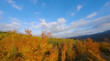 Dağların yamaçlarındaki parlak bir sonbahar ormanının havadan görünüşü. Sonbaharda Karpatlar 'ın renkli manzarası.