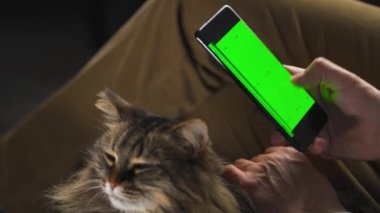 Adam yeşil ekran maketli akıllı telefonu dikey modda kullanıyor ve kabarık kediyi okşuyor. Adam internette geziniyor, içeriği, videoları, blogları izliyor.