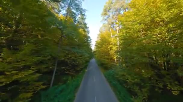 Voo Suave Perto Ramos Árvores Longo Estrada Paisagem Aérea Outono — Vídeo de Stock