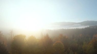 Şafak vakti dağların yamaçlarında, parlak bir sonbahar ormanının üzerinde sisin içinden uçarak. Sonbaharda Karpat Dağları 'nın renkli manzarası. Ukrayna. FPV Drone 'da çekiliyor