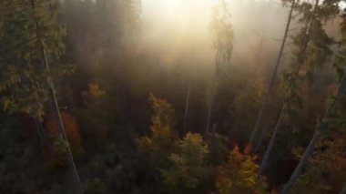 Şafakta sonbahar ormanının üzerinden uçacağız. Güneş ışınları sisi delip geçer