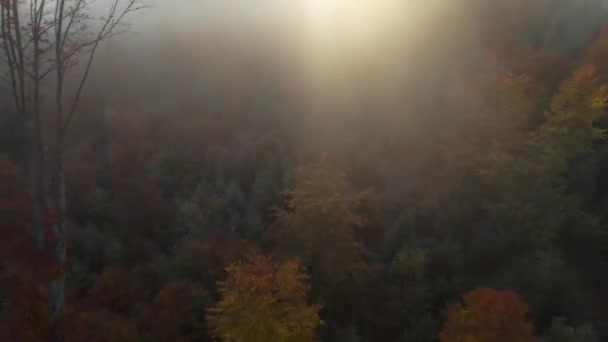 Vuelo Sobre Bosque Otoño Amanecer Rayos Sol Rompen Niebla — Vídeo de stock