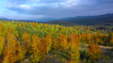 Şafak vakti dağların yamaçlarında parlak bir sonbahar ormanının havadan görünüşü. Sonbaharda Karpat Dağları 'nın renkli manzarası. Ukrayna