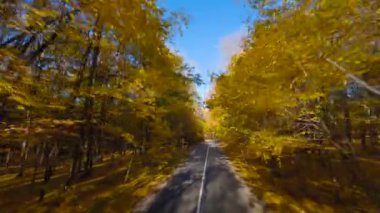 Yol boyunca ağaçların dallarına doğru yumuşak ve hızlı bir uçuş. Günbatımında resmedilmeye değer sonbahar havası. POV FPV insansız hava aracı ile filme alındı.
