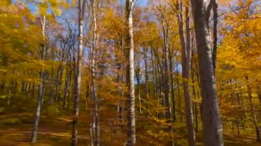 Gün batımında muhteşem bir sonbahar ormanında dallara yakın ağaçlar arasında manevra yapılabilir uçuş. POV FPV insansız hava aracı ile filme alındı.
