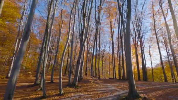 Vuelo Suave Entre Árboles Cerca Ramas Fabuloso Bosque Otoñal Atardecer — Vídeos de Stock