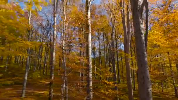 Gün Batımında Muhteşem Bir Sonbahar Ormanında Dallara Yakın Ağaçlar Arasında — Stok video