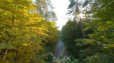Yol boyunca ağaçların dallarına doğru yumuşak bir uçuş. Günbatımında resmedilmeye değer sonbahar havası. POV FPV insansız hava aracı ile filme alındı.