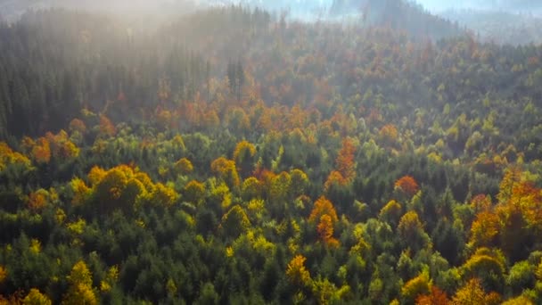 Widok Lotu Ptaka Jesienny Las Zboczach Gór Mgle Świcie Promienie — Wideo stockowe