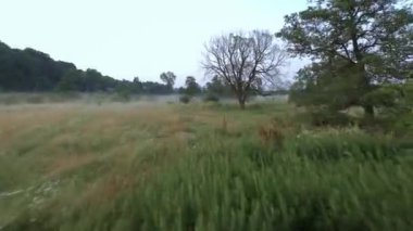 Sabahın erken saatlerinde sisli doğada hızlı bir uçuş. Ağaç dallarına yakın. POV FPV insansız hava aracı ile filme alındı.